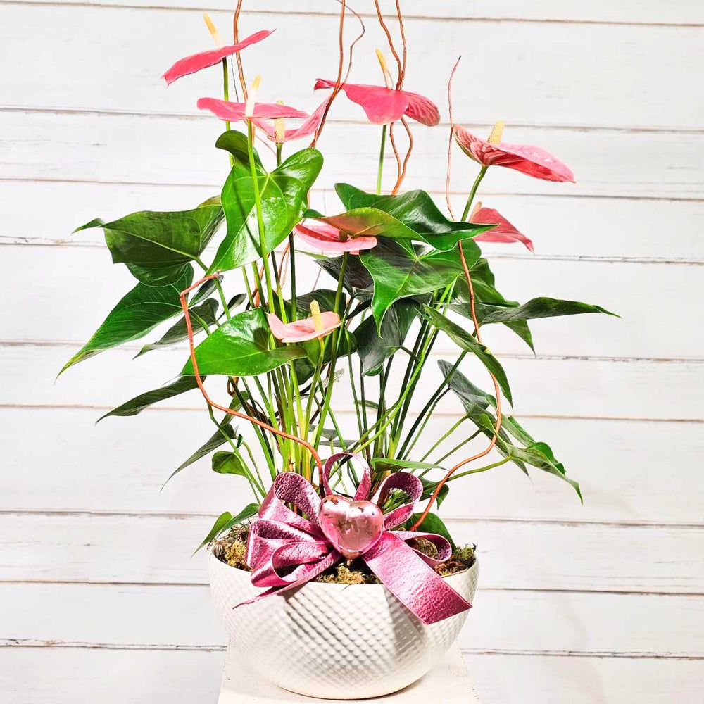 The Pink Anthurium Arrangement (AR4820)