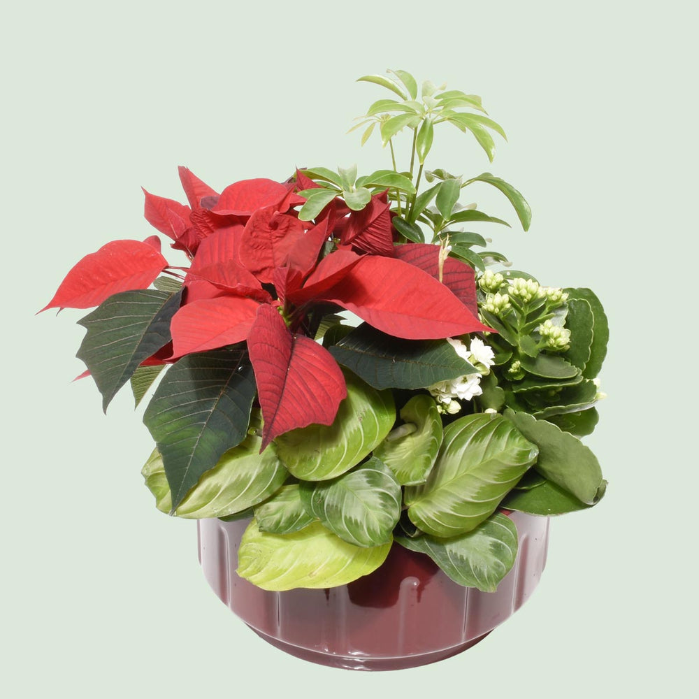 Mom's Favourite Christmas Garden (AR4230)