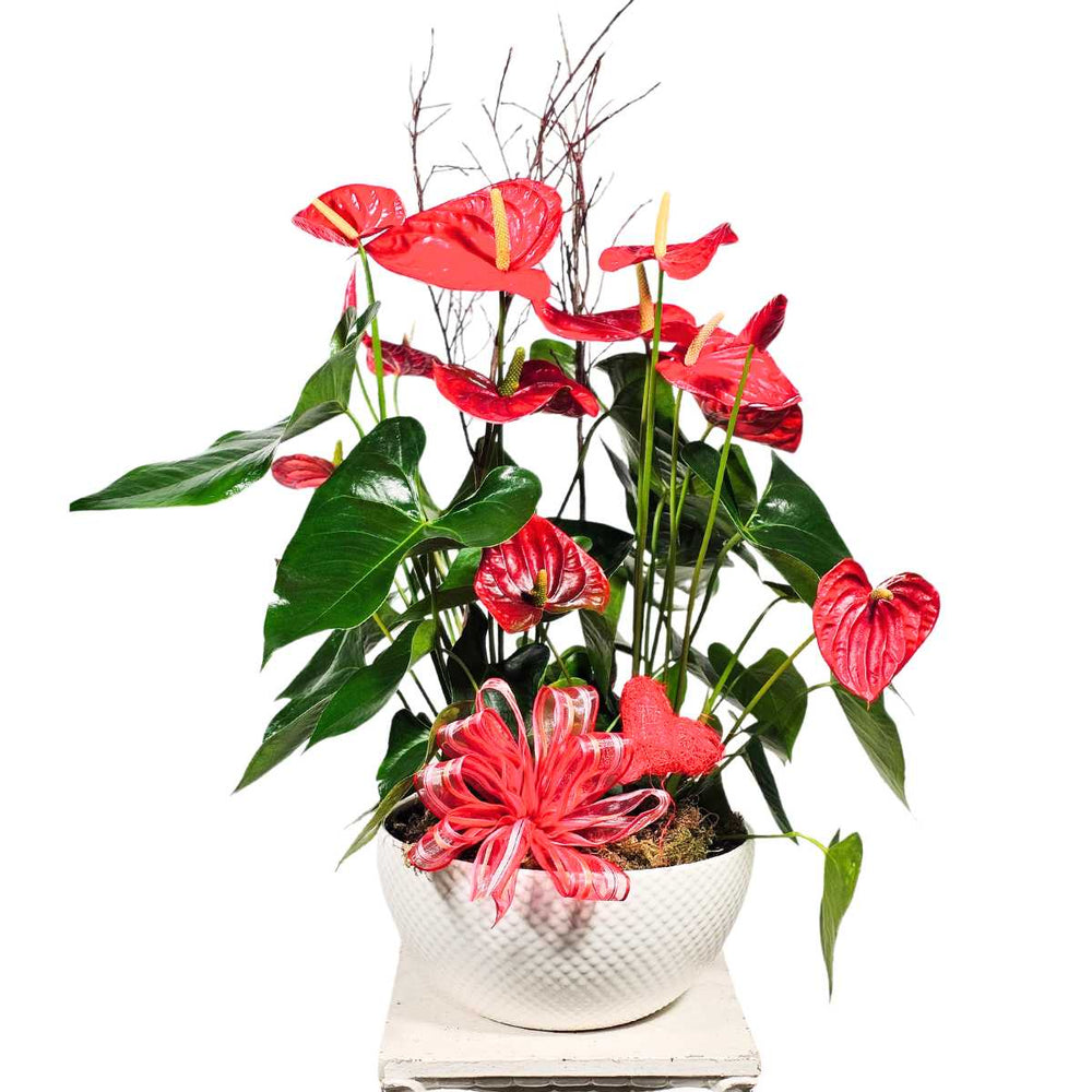 Vibrant Red Anthurium Plant Gift Idea from North Burnaby Flower Shop Adele Rae Florists