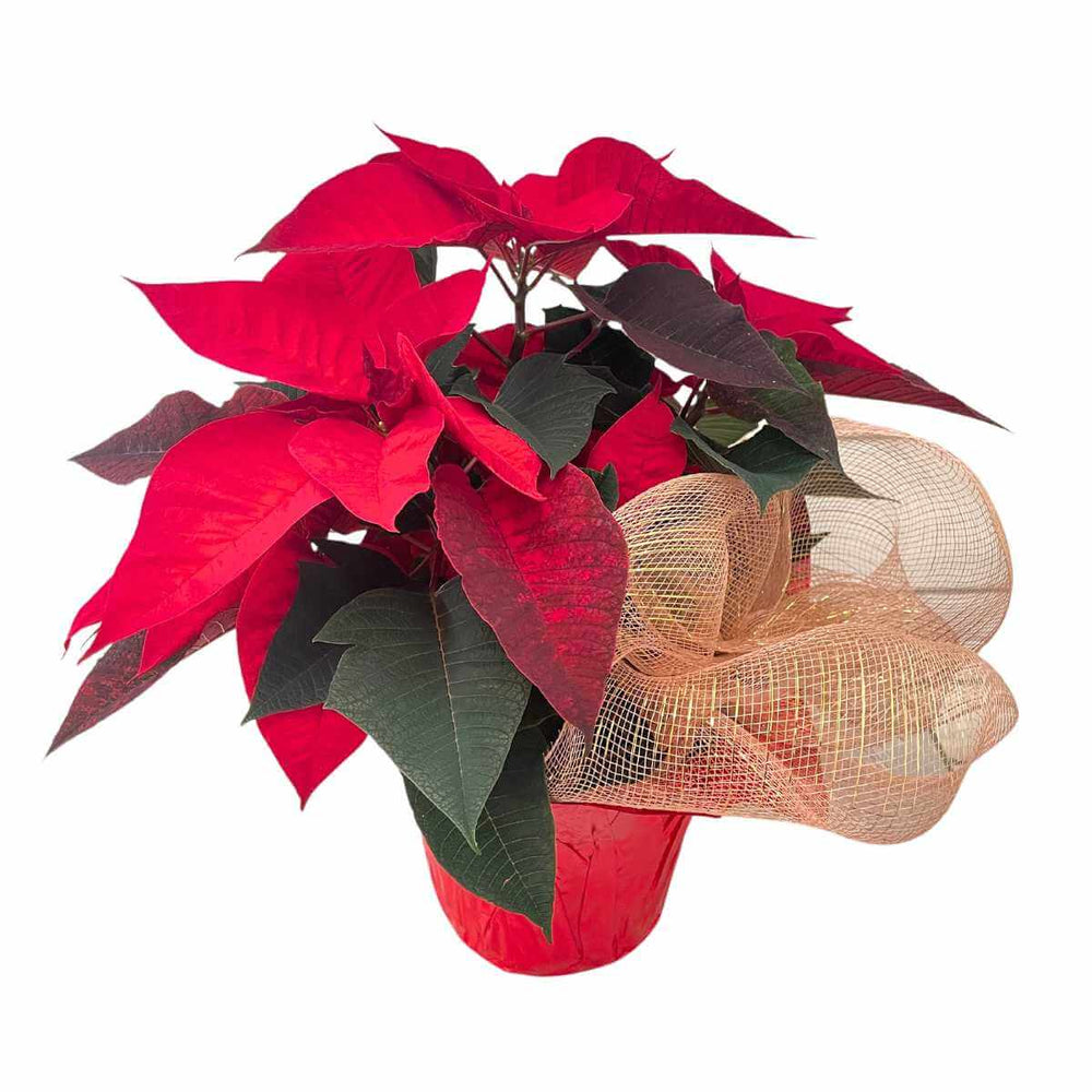 The Red Poinsettia 6-Inch (AR4801)