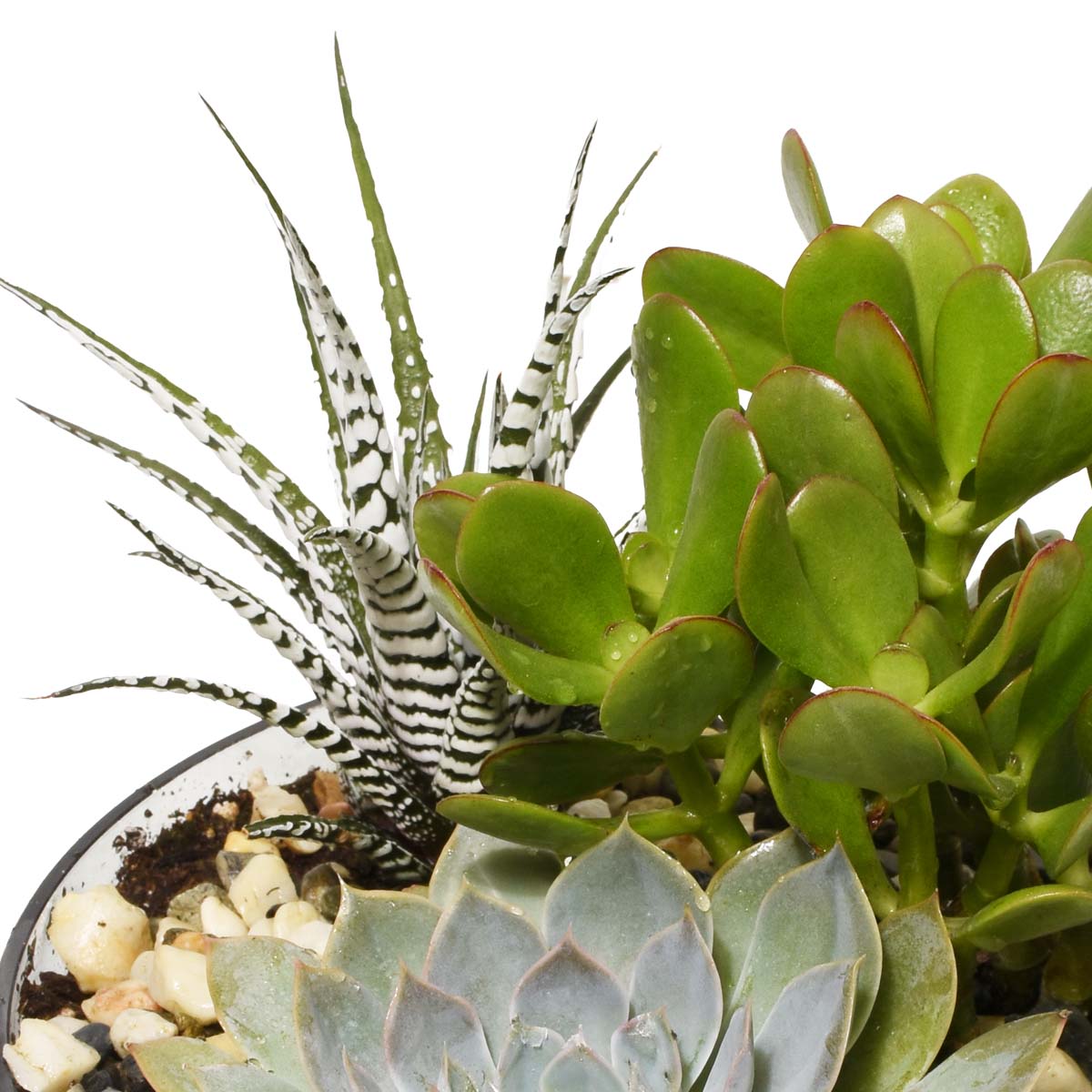 The Spring Terrarium (AR2530)