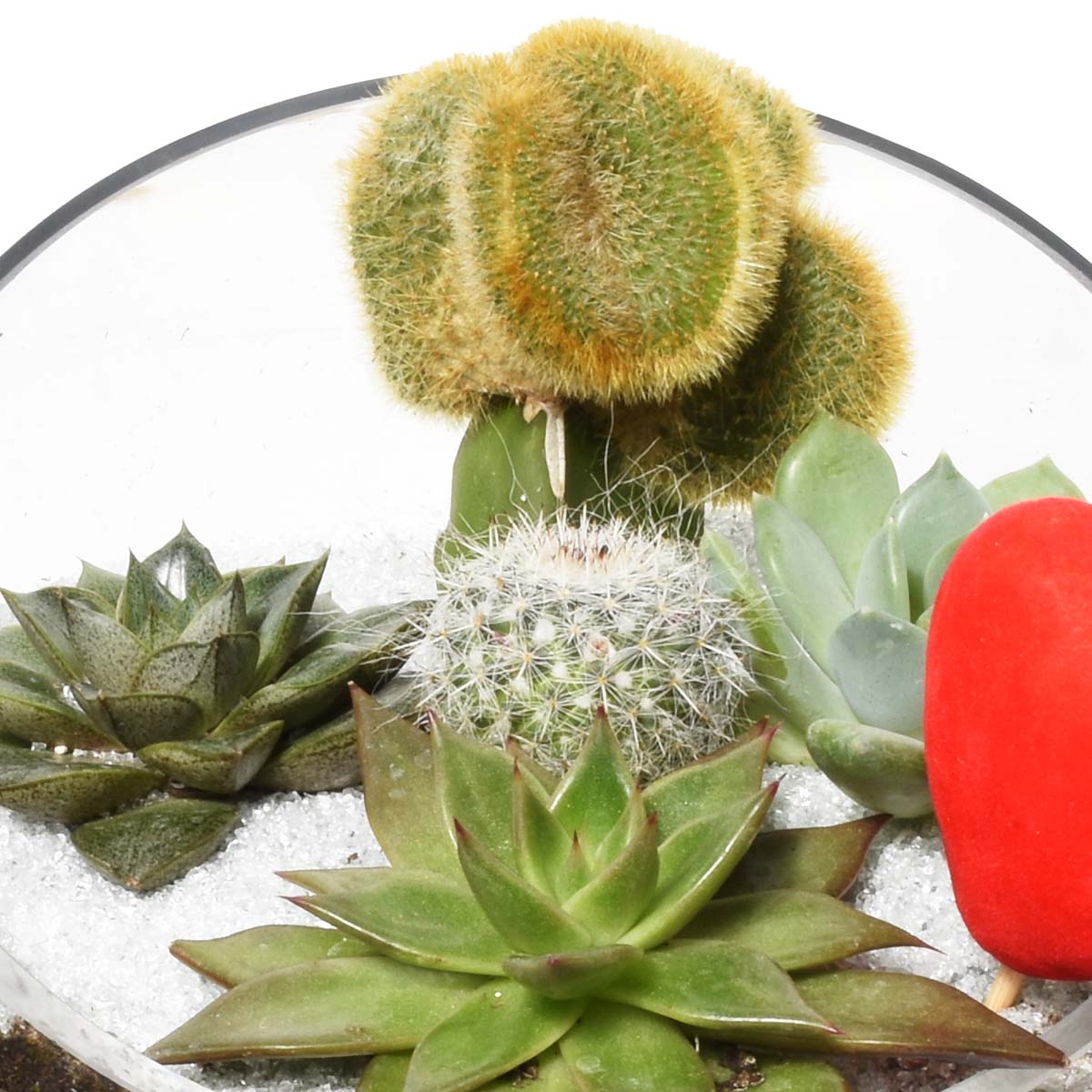 The Spring Terrarium (AR2530)