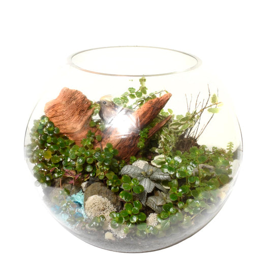 The Spring Terrarium (AR2530)