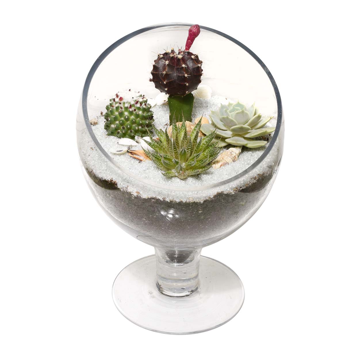 The Succulent Terrarium (AR2531)