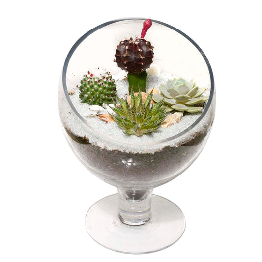 The Succulent Terrarium (AR2531)