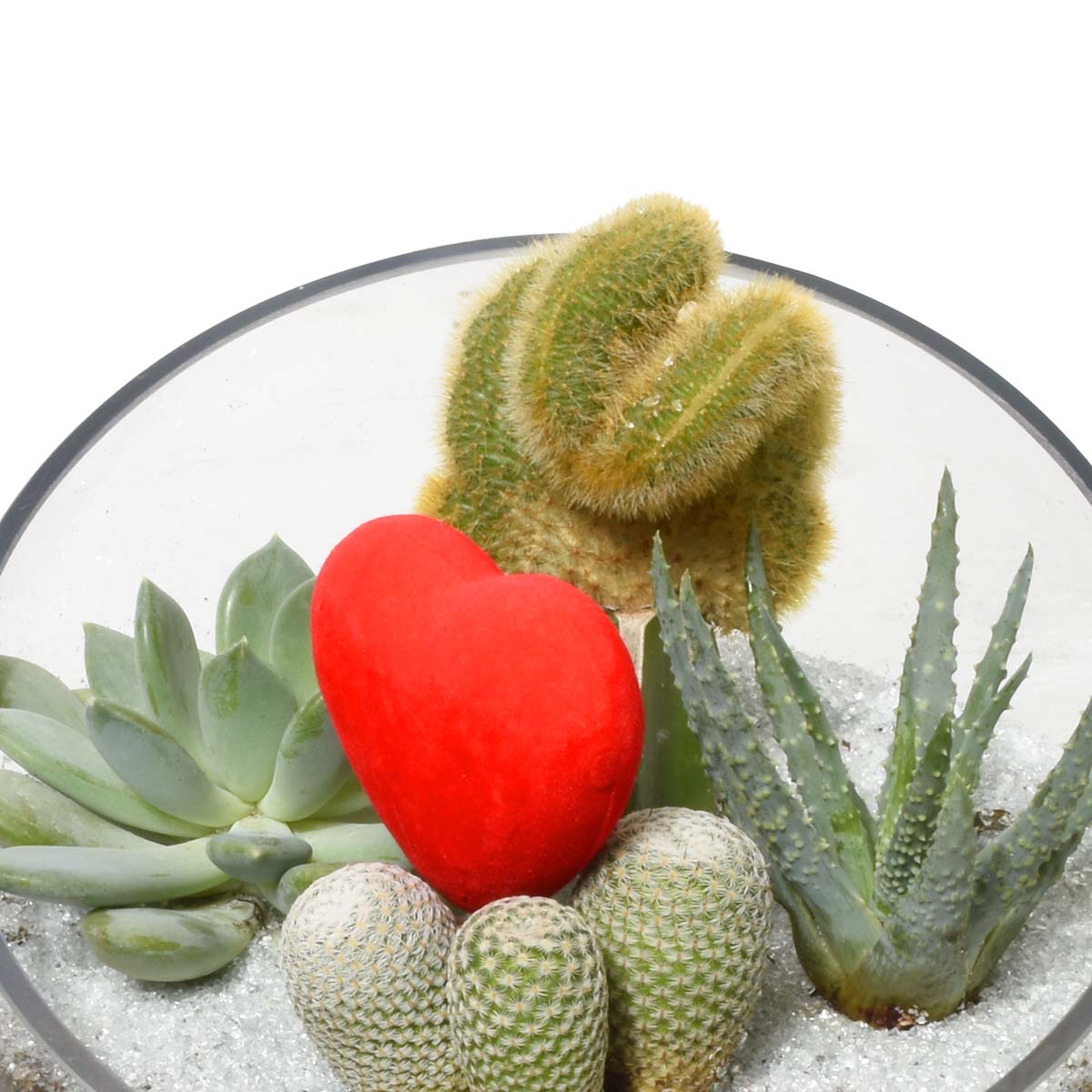 The Succulent Terrarium (AR2531)