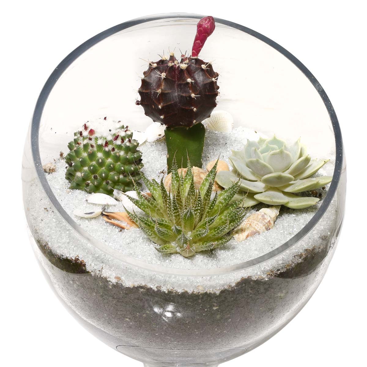 The Succulent Terrarium (AR2531)