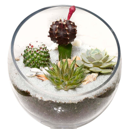 The Succulent Terrarium (AR2531)