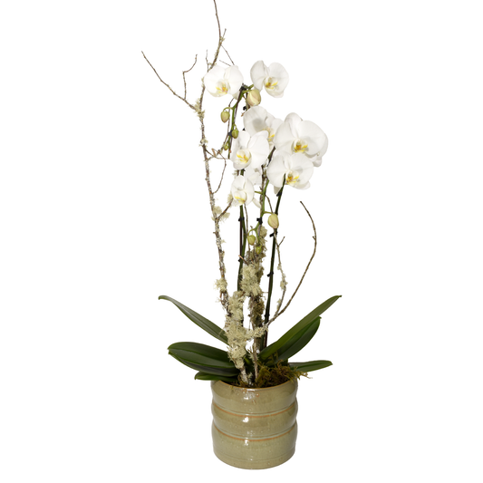 Standard Double-Stem Orchid Subscription (SR2017)