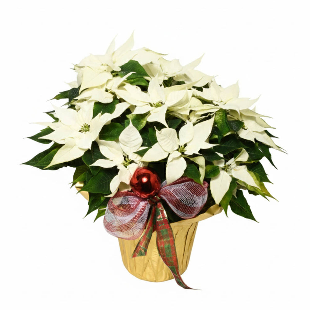 白色一品紅 8 吋 (AR2649)