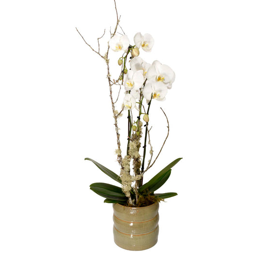 Orchidée Cygne Blanc (AR2023)