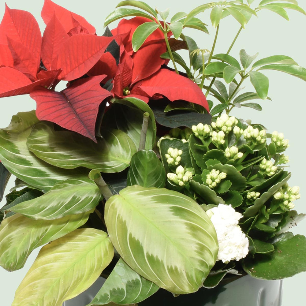 Bora Bora Christmas Plant Garden (AR2501)