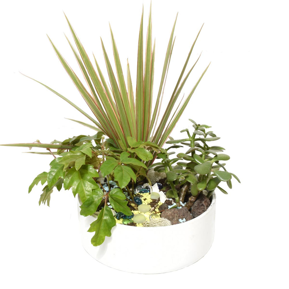 Bora Bora Tropical Plant Garden (AR2501)