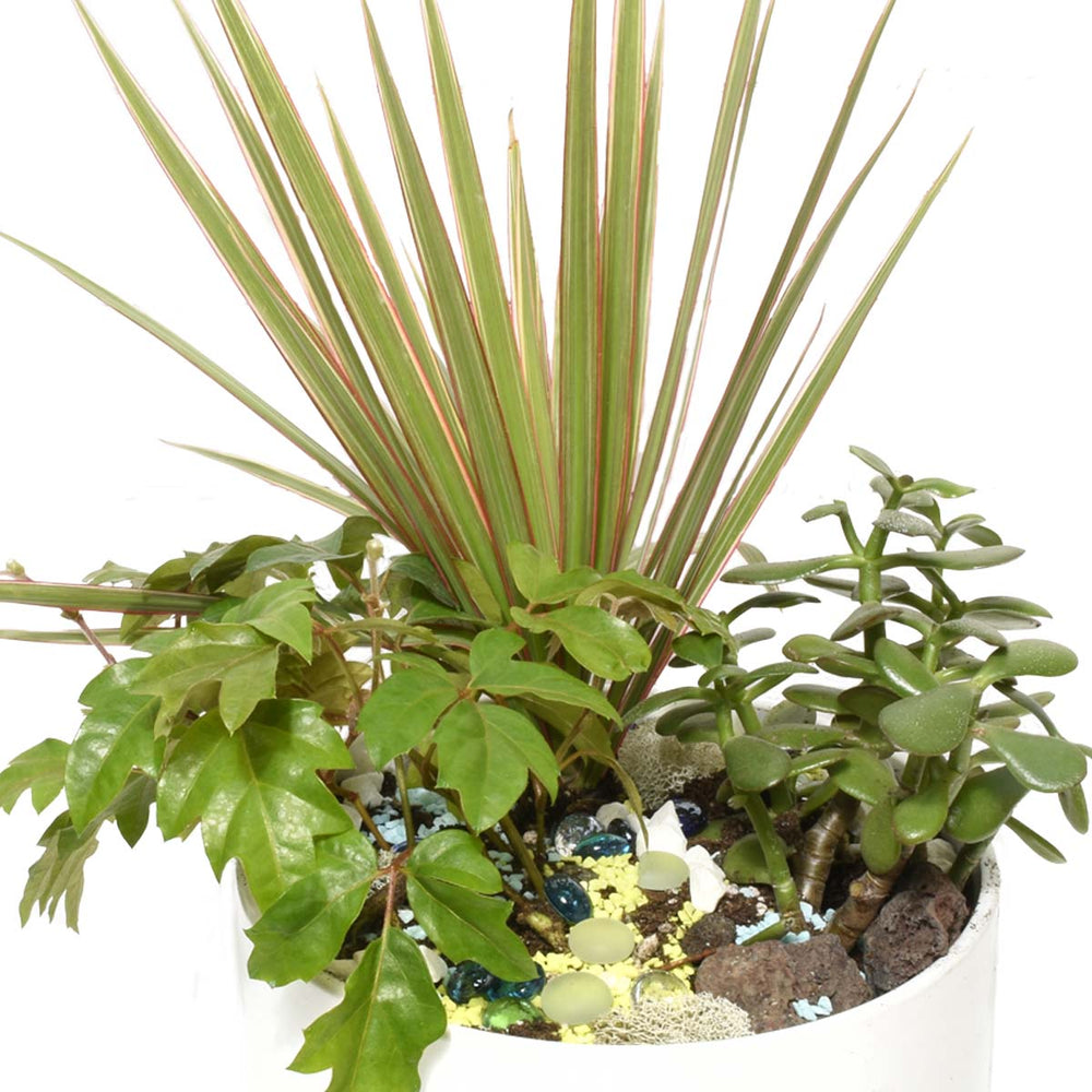 Bora Bora Tropical Plant Garden (AR2501)