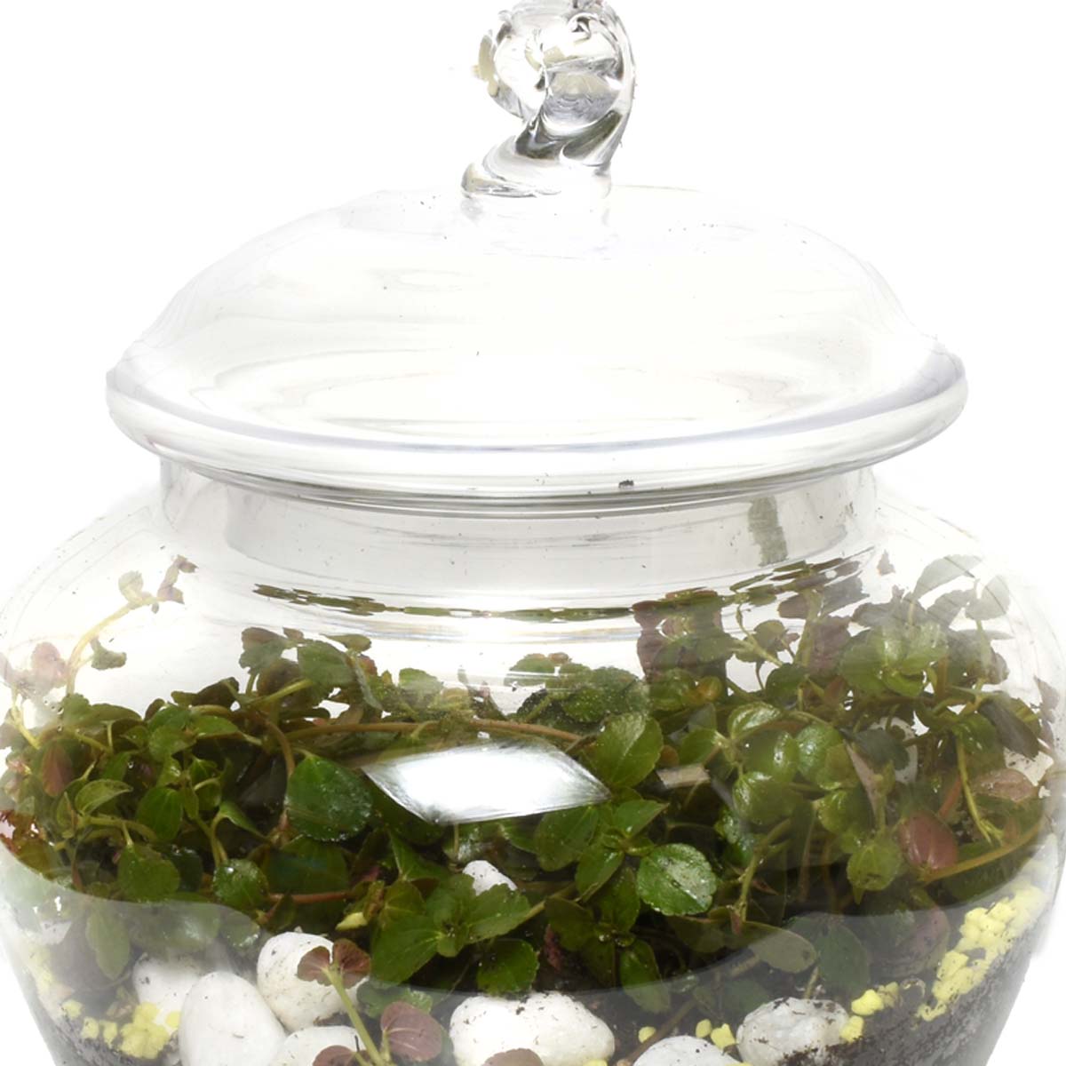 Gardens of Curazao Terraium (AR2502)