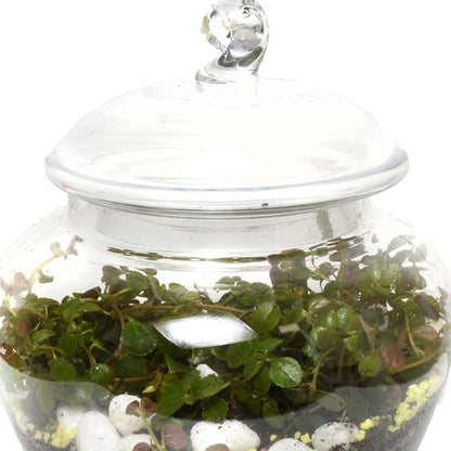 Gardens of Curazao Terraium (AR2502)