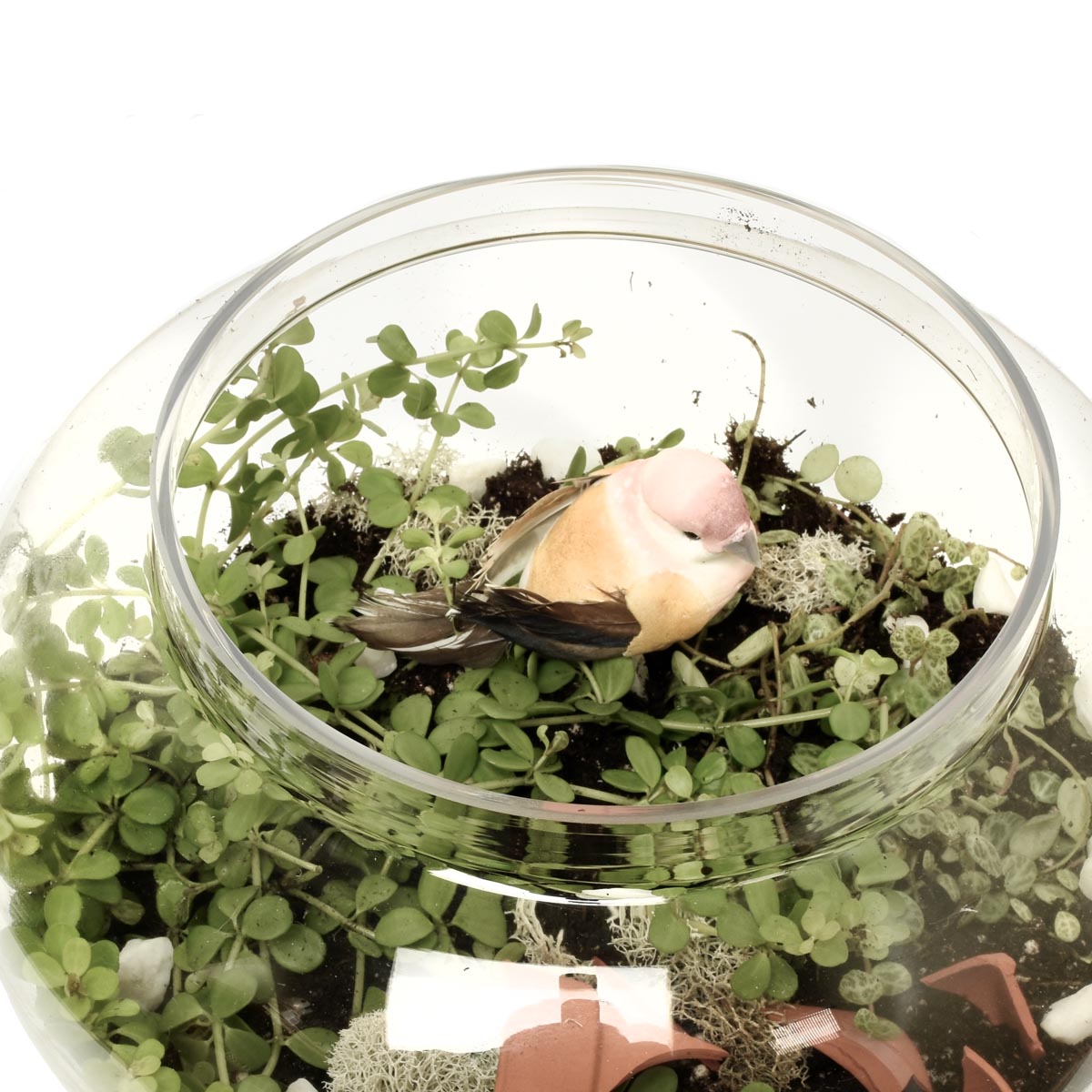 Guaymas Tropical Terrarium (AR2203)