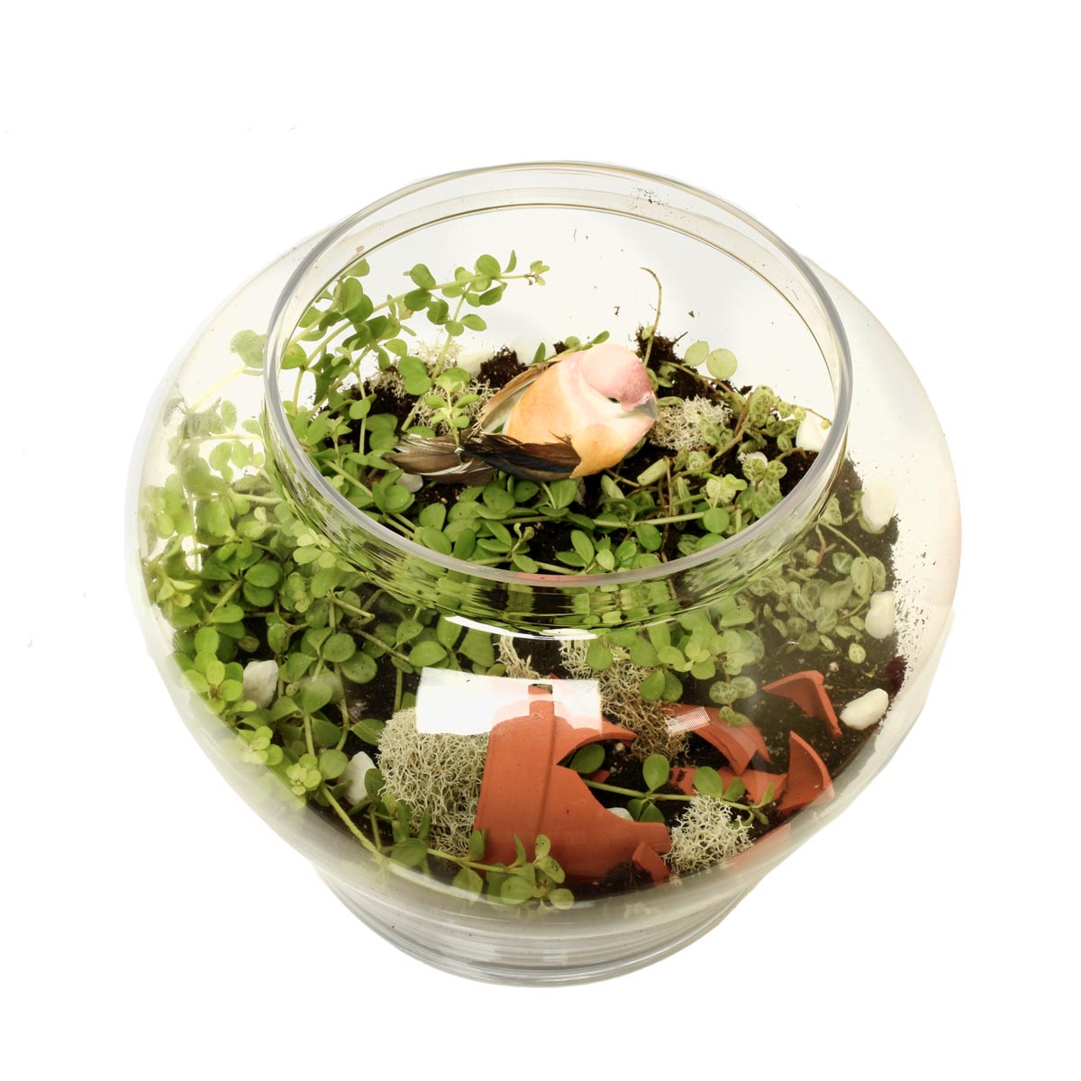 Guaymas Tropical Terrarium (AR2203)