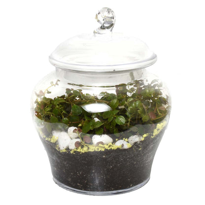 Gardens of Curazao Terraium (AR2502)