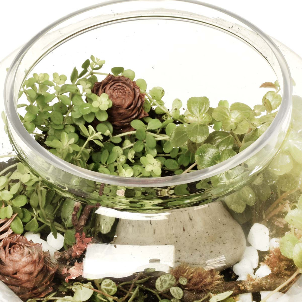 聖米格爾花園 (AR4023)