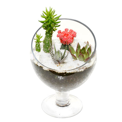 Gardens of Santa Fe Terrarium (AR2504)