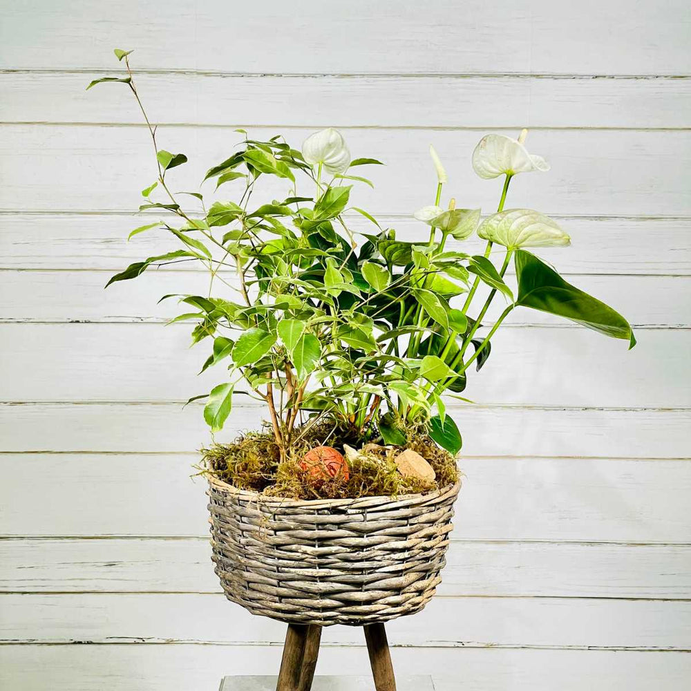 White Anthurium Basket (AR2274)