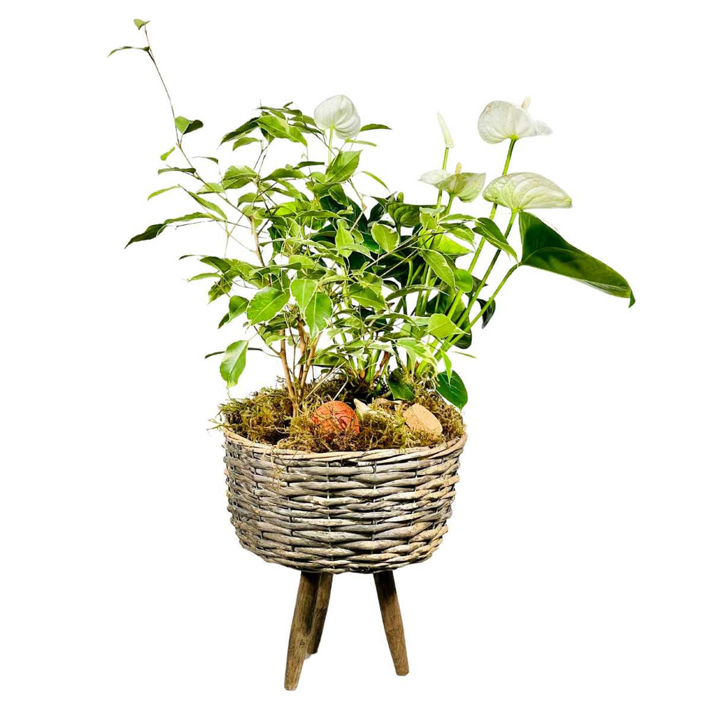 White Anthurium Basket (AR2274)