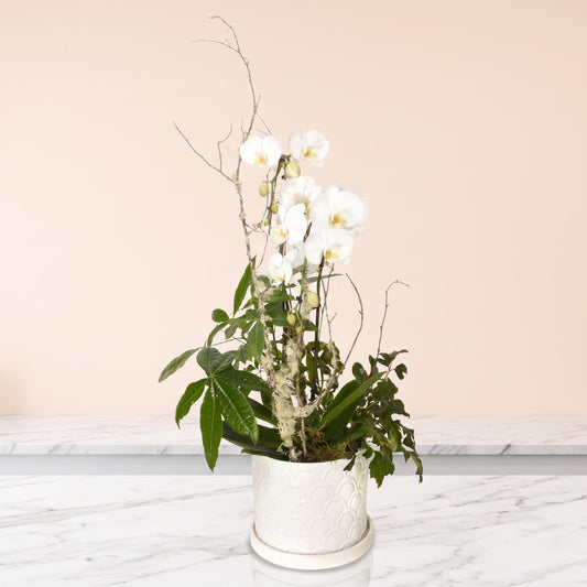 Deluxe Orchid & Tropical Plant Subscription (SR2018)