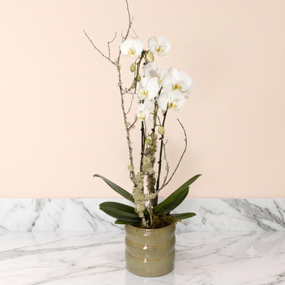 Abonnement Orchidée double-tige standard (SR2017)
