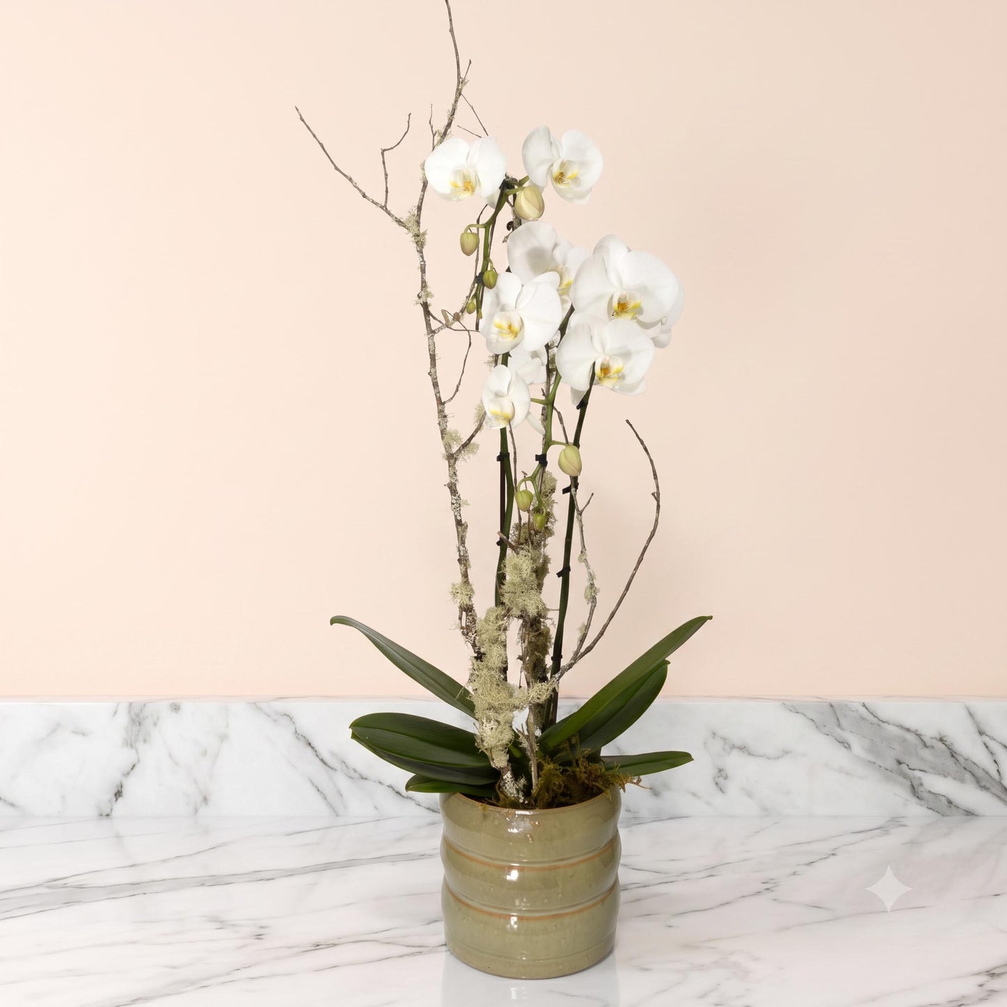 Abonnement Orchidée double-tige standard (SR2017)