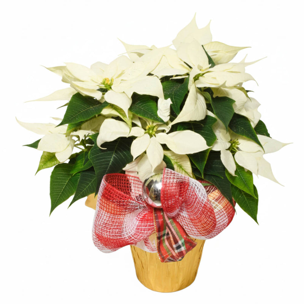 Classic 6-inch White Poinssettia (AR2650)
