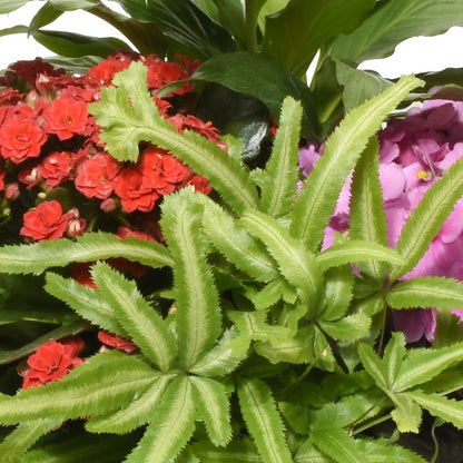 Yasawa Gardens (AR2213)