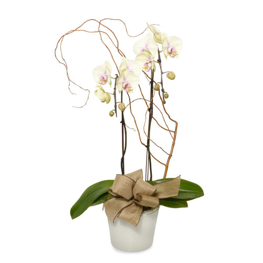 The Yellow Orchid  (AR4113)