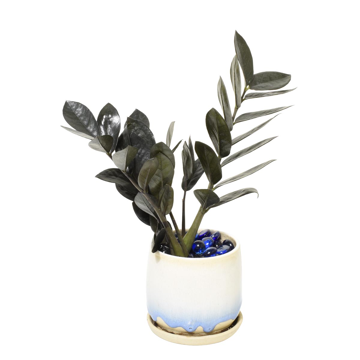 Potted ZZ plant with a gradient white to blue pot on a white background
