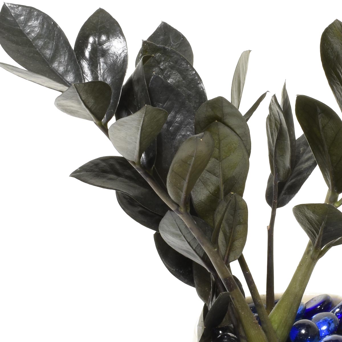 Natural black ZZ plant in a hand-made ceramic with blue pebbles