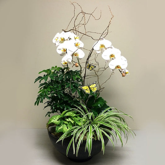 Sympathy Orchid Flower Plant in Vancouver BC | Adele Rae