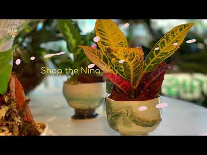 Boracay Haworthia Plant Garden (AR2509)