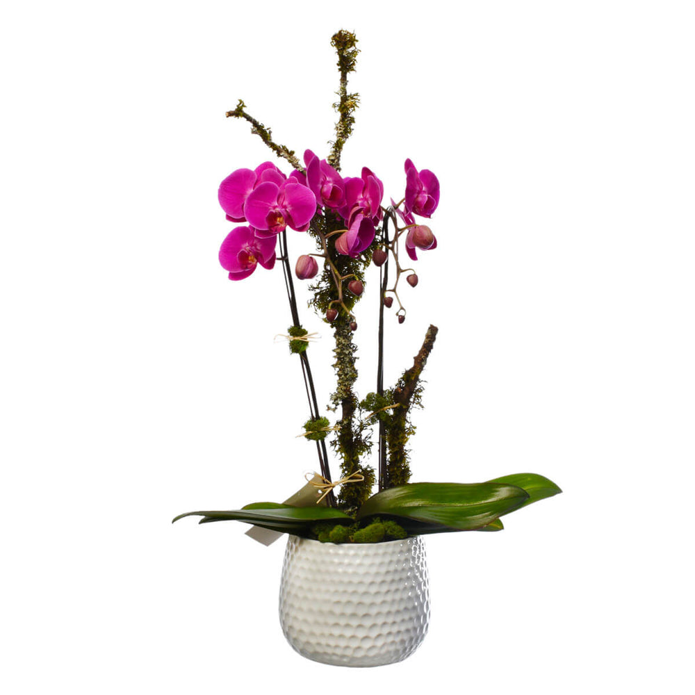Orchid dish garden plant for Burnaby BC Delivery | Adele Rae