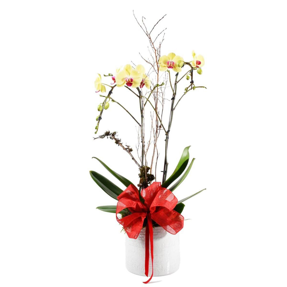 Yellow Orchid plant delivery in Burnaby BC
